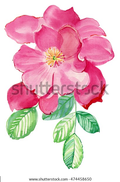 Abstract Watercolor Rose Beautiful Watercolor Flower Stock