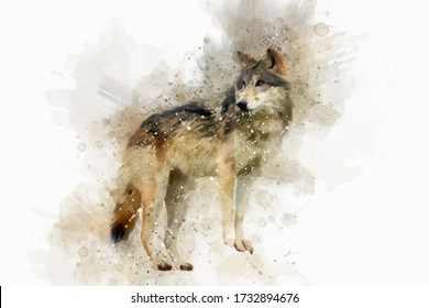 Abstract wildlife wolf in watercolor background