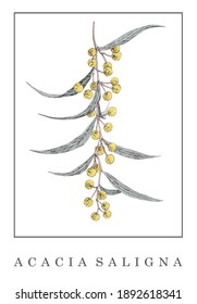 Acacia  saligna  graphic hand drawn illustration. interior poster. Australian native flower.