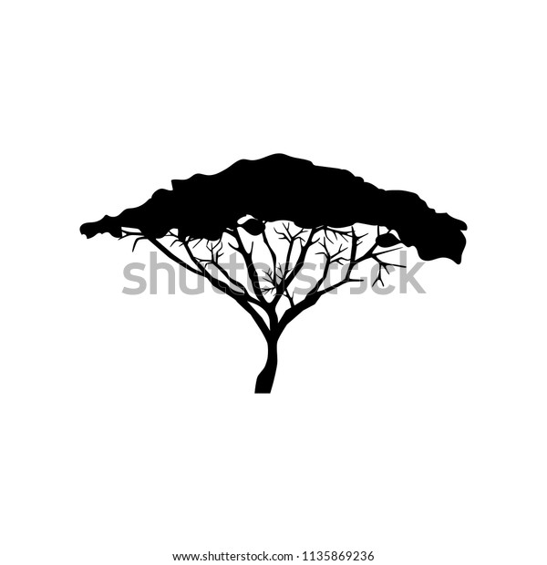 Acacia Tree Illustration On White Background Stock Illustration 1135869236