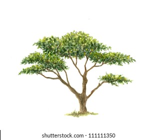 Acacia Tree Number Two