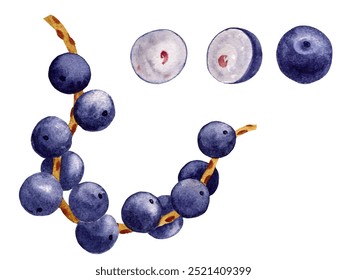 acai berries on a branch, ripe and cut. Superfood. Drawn in watercolor for design of cosmetics and food products - Powered by Shutterstock