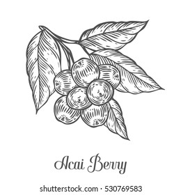 Acai Berry, Fruit, Leaf, Plant Branch. Superfood Organic Asian Berry. Hand Drawn Sketch Engraved Illustration. Black Acai Berry Isolated On White Background.