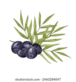 Acai berry superfood on palm branches with leaves. Exotic purple tropical berries Brazilian tree. Watercolor illustration for printing, granola, smoothie, food packaging, supplements, label, cosmetics - Powered by Shutterstock