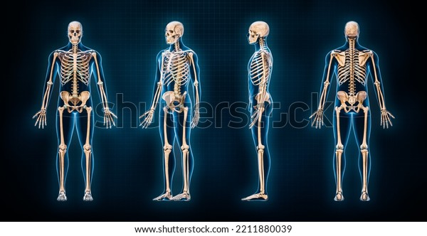 Accurate human skeletal system 3D rendering\
illustration. Anterior, lateral, posterior and three-quarter front\
views of skeleton with male body contours on blue background.\
Anatomy, osteology\
concept.