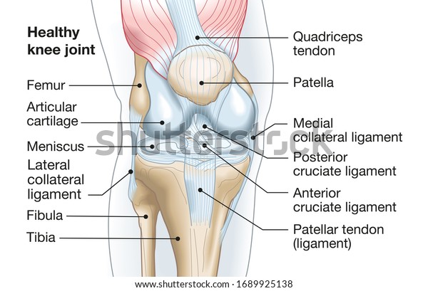 Accurate medically\
illustration showing knee joint with ligaments, meniscus, articular\
cartilage, femur and\
tibia.