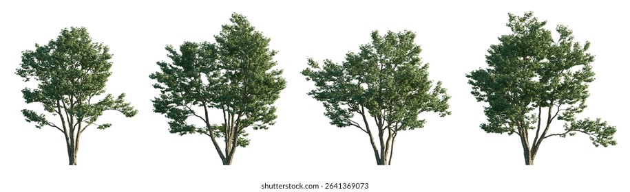 Acer buergerianum tree (trident maple) isolated on white background premium cutout (Three-toothed Maple)
