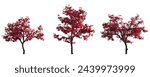 Acer Palmatum Japanese maple Cultivars palmate decompositum formosum ornatum pinnatifidum isolated png on a transparent background perfectly cutout