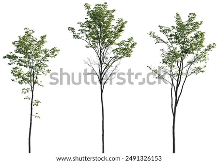 Similar – Image, Stock Photo Sycamore tree with maple seeds