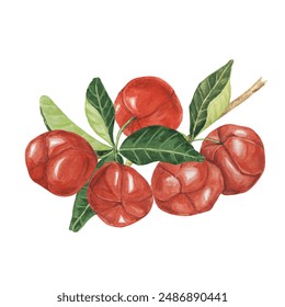 Acerola berries on the tree branch with green leaves, red Barbados cherry fruits bunch. Watercolor clipart suitable for food packaging, health brochures, and recipe websites - Powered by Shutterstock