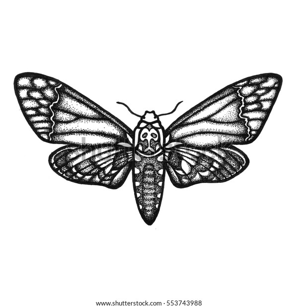 Acherontia Atropos Sphingidae Insect Biological Illustration Stock ...