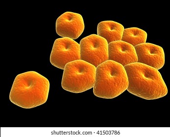 Acinetobacter