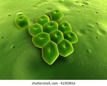 Acinetobacter