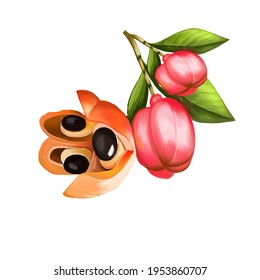Ackee whole and with ripe seeds isolated watercolor fruit of Jamaica. Achee, ackee apple or akee. Highly poisonous, alicious meal. Ackee and saltfish national dish. Ackee wine berry and geen leaf