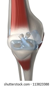 ACL And PCL Anatomy Knee Cross View