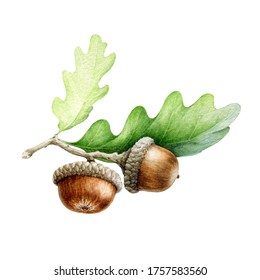 Acorn With Oak Leaves Watercolor Illustration. Hand Drawn Realistic Oak Tree Brown Nut With Green Leaf. Acorn Macro Forest And Park Tree Element Image. Isolated On White Background.