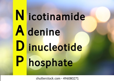 Acronym NADP As Nicotinamide Adenine Dinucleotide Phosphate