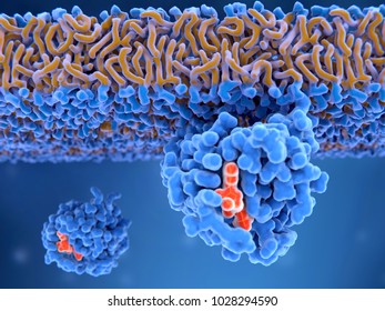 Activated Ras Protein Attached To The Cell Membrane. Ras Proteins Tansmit Signals Within Cells  Turning On Genes Involved In Cell Growth, Differentiation. Mutations Can Lead To Cancer. 3d Rendering.