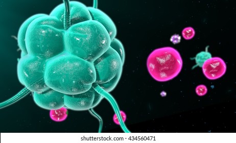 Activating T Cells And B Cells In Immune System 3d Illustration