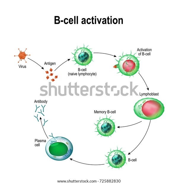 Activation Bcell Leukocytes Lymphoblast Activation Memory Stock ...