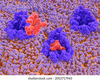 Activation of the melanocortin receptor by  an anti-obesity drug The melanocortin receptor 4 is crucial for appetite, energy homeostasis and body-weight control. 3d illustration
