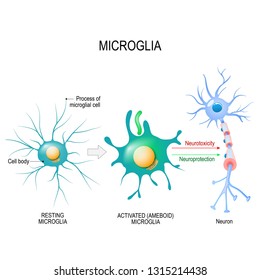 Activation of a microglial cell. diagram for educational, medical, biological and science use