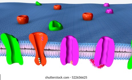 Active Transport 3d Illustration