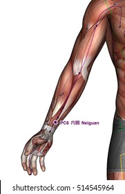 Acupuncture Point Pc6 Neiguan 3d Illustration Stock Illustration 