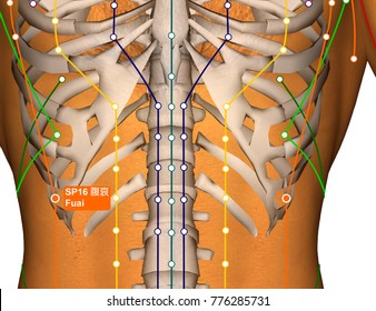 3d anatomy for acupuncture