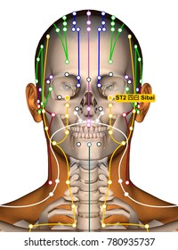 316 Stomach meridian Images, Stock Photos & Vectors | Shutterstock