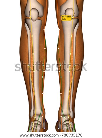 acupuncture point st 35 dubi stomach meridianのイラスト素材