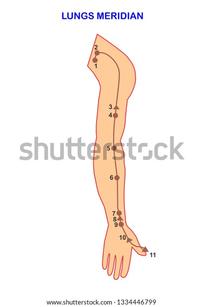 Acupuncture Treatment Meridian Lungs Meridian Stock Illustration 1334446799 4972