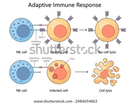 adaptive immune response, highlighting the interaction between NK cells and healthy versus infected cells diagram hand drawn schematic raster illustration. Medical science educational illustration
