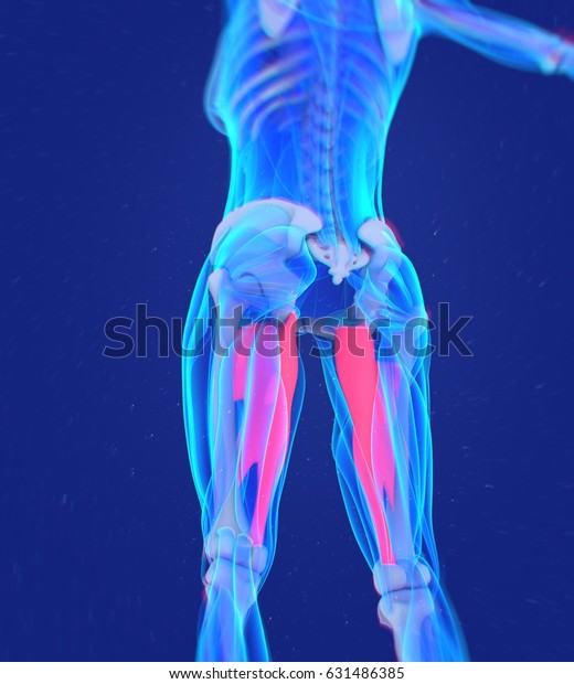 Adductor Magnus Female Muscle Anatomy Leg Stock Illustration 631486385