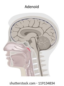 Adenoid Location In The Head