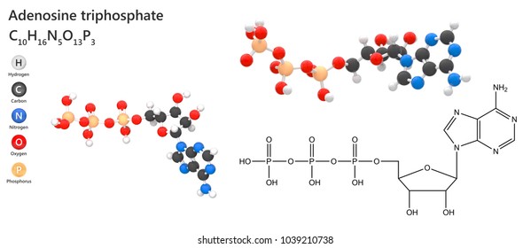 Risultato immagini per adenosintrifosfato 3D