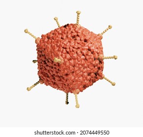 Adenovirus Structure, Most Adenoviruses Result In Cold, Flu Or Inflammation, In Some Cases They Can Cause Acute Respiratory Disease, 3d Illustration