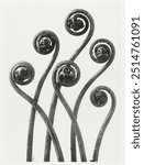 Adiantum pedatum (American Maiden-hair Fern) young fronds enlarged 8 times from Urformen der Kunst (1928) by Karl Blossfeldt. 