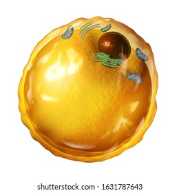 Adipocyte fat cell microscopic diagram with mitochondria nucleus and triglycerides as an anatomy diagram concept isolated on a white background as a 3D render.