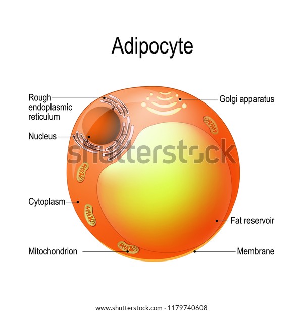 Adipocyte Structure Lipocyte Fat Cell Responsible Stock Illustration ...