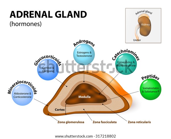 hormone produced by the adrenal gland