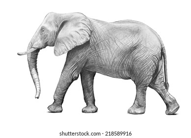 Elephant Sketch Images Stock Photos Vectors Shutterstock