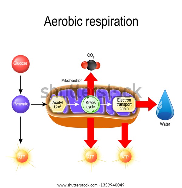 Aerobic Respiration Cellular Respiration Pyruvate Enter Ilustrações Stock 1359940049 Shutterstock 8702