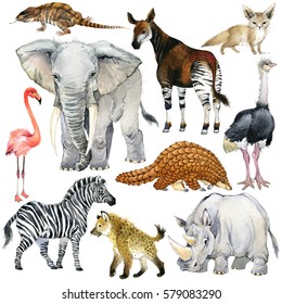 african animals watercolor collection. lizard. elephant. fox. flamingos. okapi. ostrich. pangolin. rhinoceros. hyena. zebra. armadillo