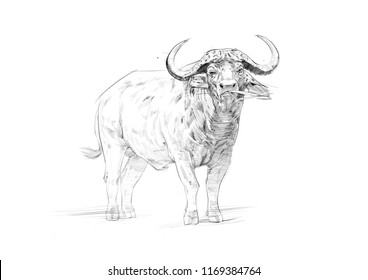 African Buffalo Sketch / Pencil Drawing