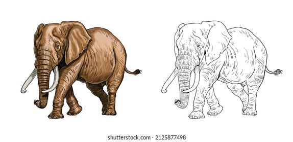 African elephant drawing. Digital template for coloring with elefant bull.	
