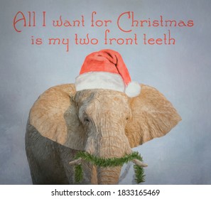 An African Elephant with a special Christmas wish - his two front teeth