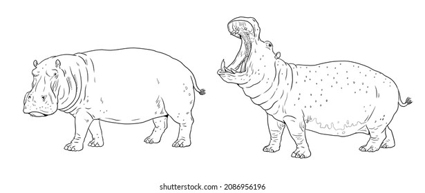 African Hippopotamus Drawing. Digital Template For Coloring With Hippo.