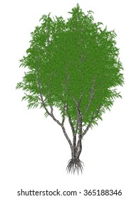 African Or Lagos Mahogany Tree, Khaya Ivorensis - 3D Render