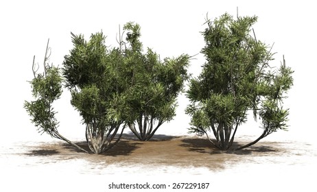 6,940 African Shrub Images, Stock Photos & Vectors 